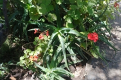 Santiago 17 - Cactus and geranium