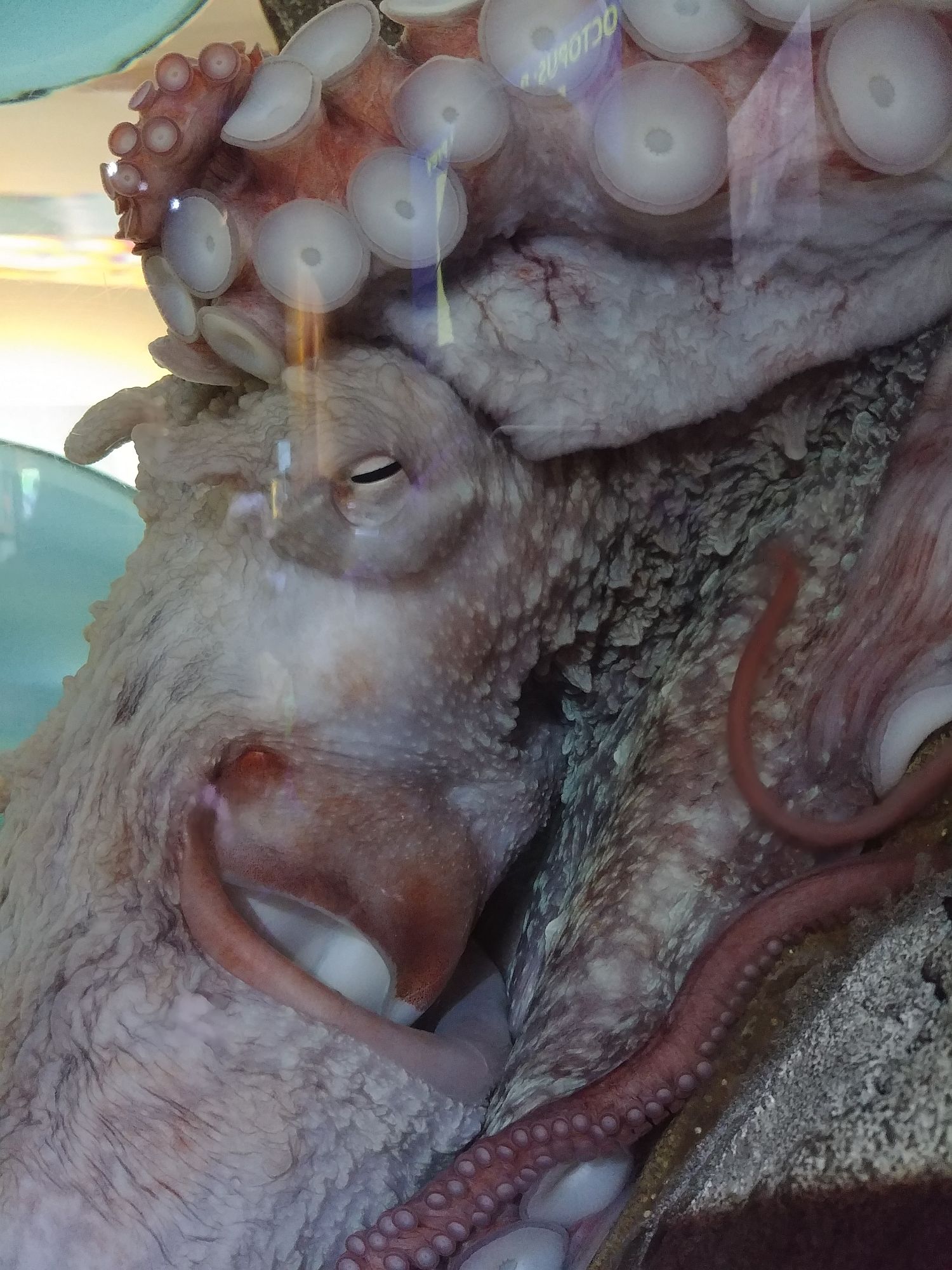 Seattle Aquarium - 03 - Giant octopus