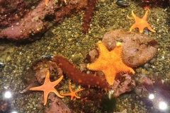 Seattle Aquarium - 01 - Starfish and sea cucumber