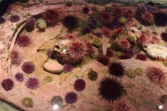 Seattle Aquarium - 02 - Sea urchins