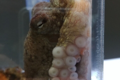 Seattle Aquarium - 04 - Small octopus
