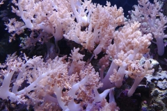 Seattle Aquarium - 06 - Coral