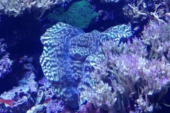 Seattle Aquarium - 08 - Reef
