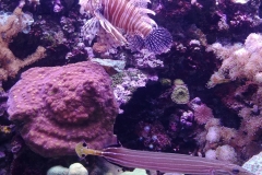 Seattle Aquarium - 10 - Lion fish