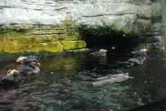 Seattle Aquarium - 13 - Tuffted puffins