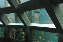 Seattle Aquarium - 15