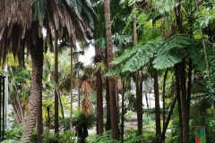 Sydney - Botanic Gardens 21