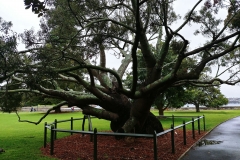 Sydney - Botanic Gardens 24