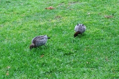 Sydney - Botanic Gardens 25 - Ducks