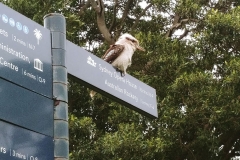 Sydney - Botanic Gardens 32- Kookaburra