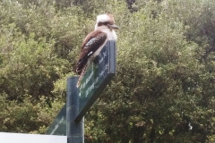 Sydney - Botanic Gardens 33 - Kookaburra