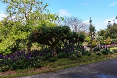 Sydney - Botanic Gardens 37