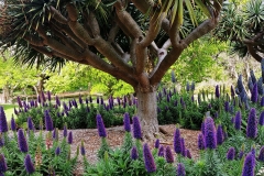 Sydney - Botanic Gardens 38