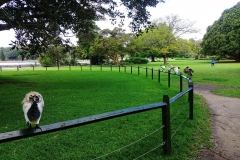 Sydney - Botanic Gardens 41 - Ibises on a fence
