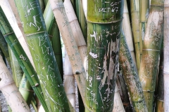 Sydney - Botanic Gardens 42 - Bamboo graffiti