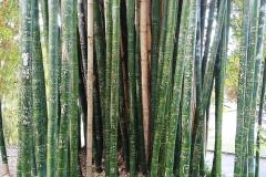 Sydney - Botanic Gardens 43 - Bamboo graffiti