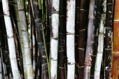 Sydney - Botanic Gardens 43b - Bamboo graffiti