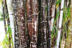 Sydney - Botanic Gardens 43d - Bamboo graffiti
