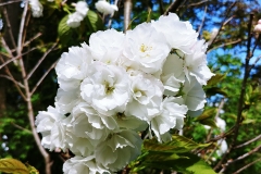 Sydney - Botanic Gardens 44 - Cherry Blossoms