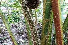 Sydney - Botanic Gardens 47 - Fern