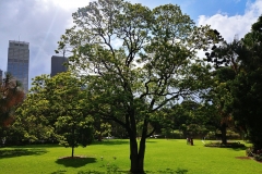 Sydney - Botanic Gardens 61