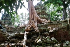 Ta Prohm - roots on the wall