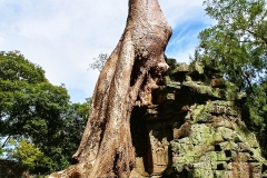 Ta Prohm - the hugging tree