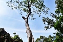 Ta Prohm - the tree, from the other side