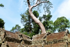Ta Prohm - the tree