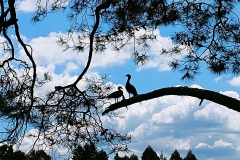 Taupo - 30 - Ducks in a tree