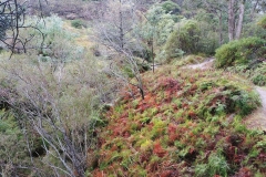 The Blue Mountains - Darwin Walk 08