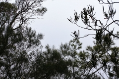 The Blue Mountains - Den Fenella Lookout 01