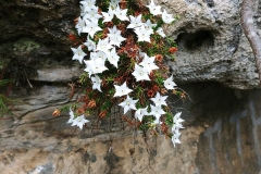 The Blue Mountains - Den Fenella Lookout 04 - Spring flowers