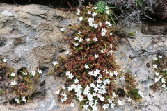 The Blue Mountains - Den Fenella Lookout 05 - Spring flowers