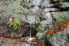 The Blue Mountains - Isobel Creek 04
