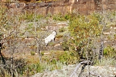The Grampians - Heatherlie Quarry - 05 - Blurry mountain goat