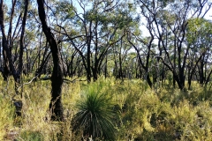 The Grampians - Heatherlie Quarry - 14