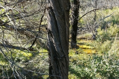 The Grampians - Heatherlie Quarry - 15 - Twisting bark