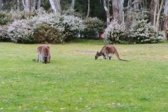 The Grampians - Plantation campground - 02 - Kangaroos grazing