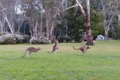 The Grampians - Plantation campground - 03 - Kangaroos jumping