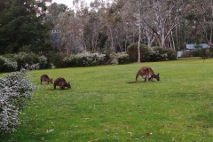 The Grampians - Plantation campground - 04 - Kangaroos grazing2