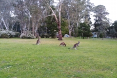 The Grampians - Plantation campground - Morning Kangaroos
