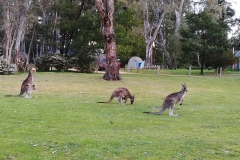 The Grampians - Plantation campground - Morning Kangaroos2