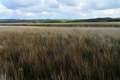 Princetown Wetlands - 09