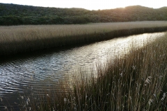 Princetown Wetlands - 10
