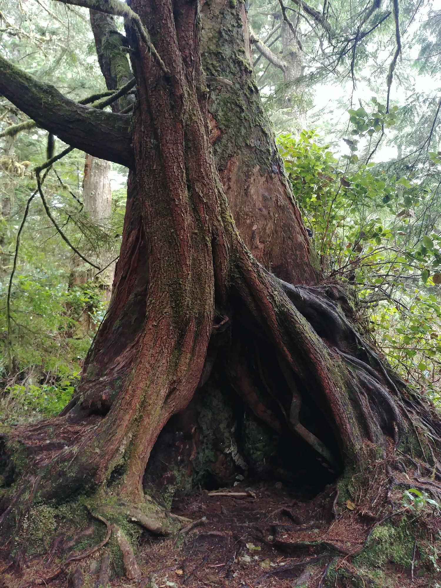 Tofino - 13