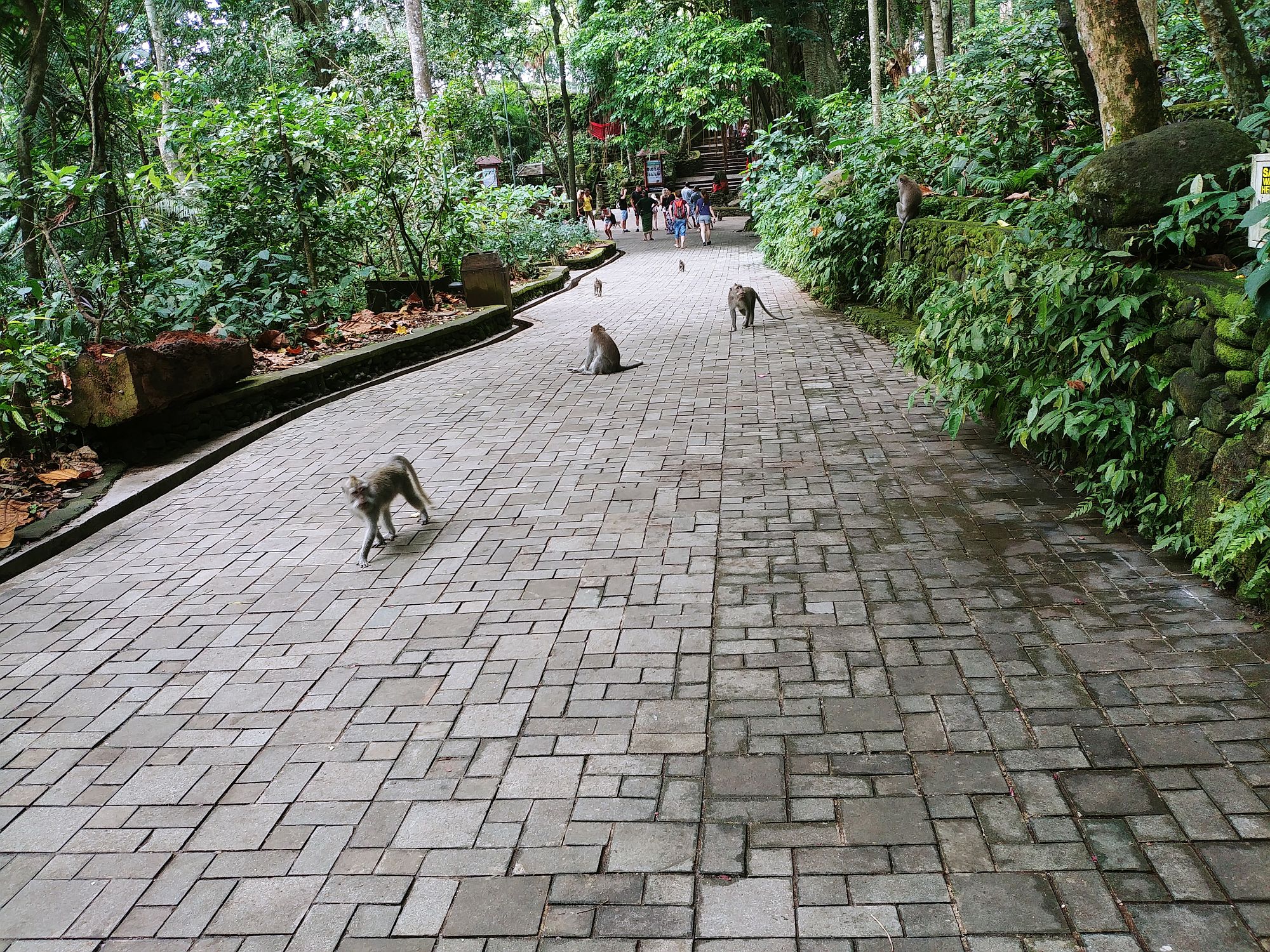 Ubud - Monkey Forest - Just walkin