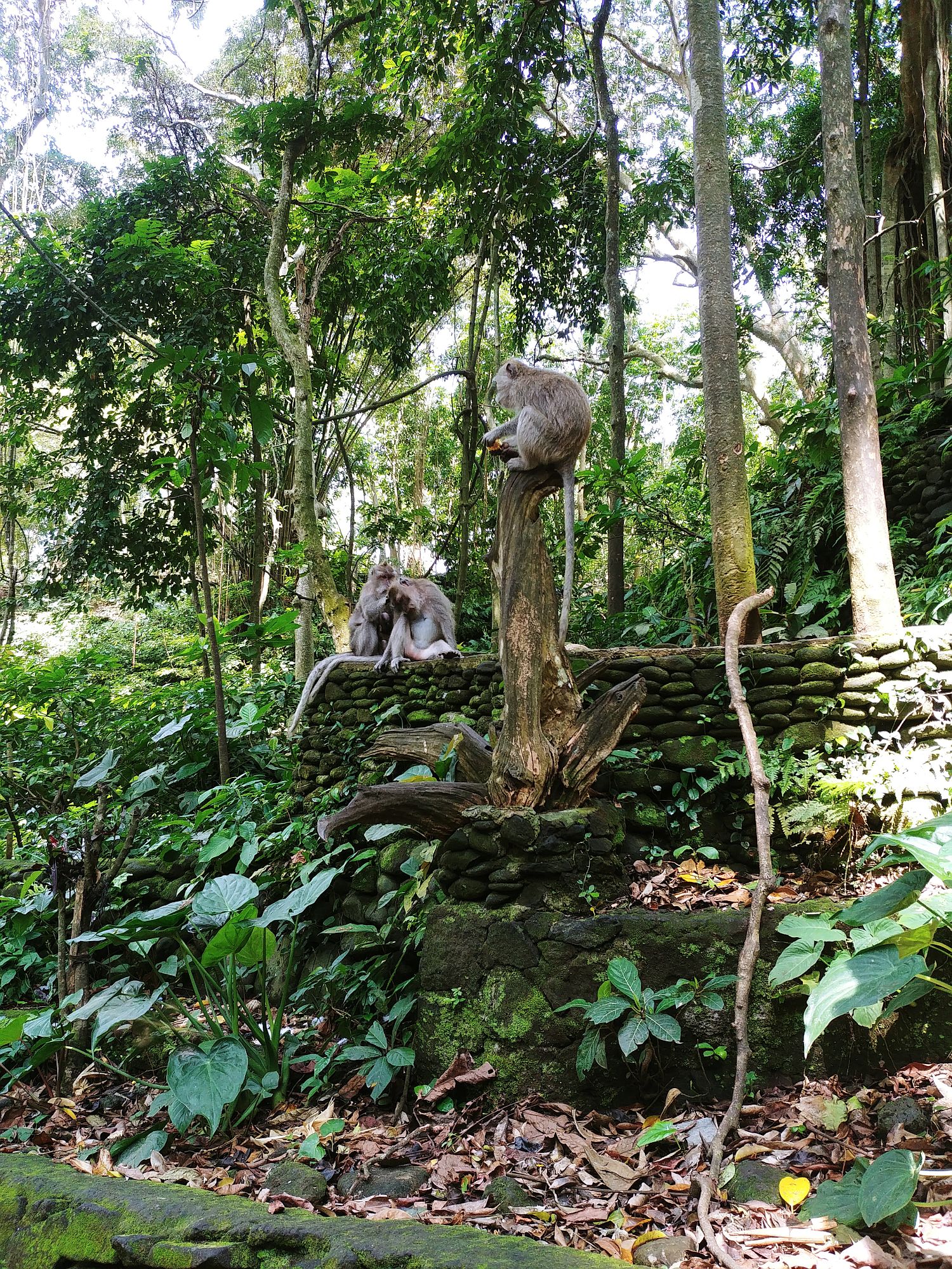 Ubud - Monkey Forest - Monkeys 3