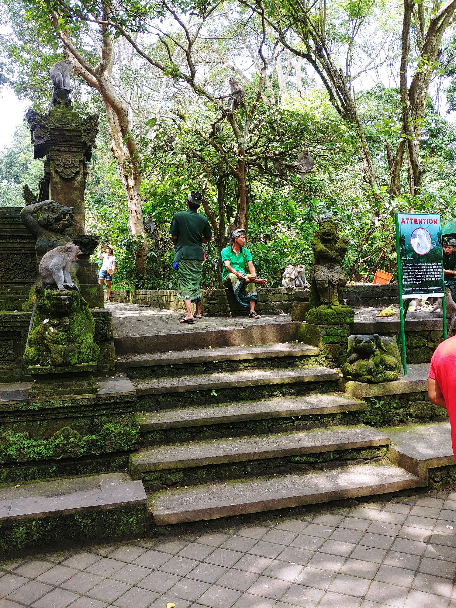Ubud - Monkey Forest - Staff feeding the monkeys