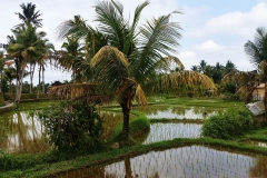 Ubud - Coconut palm tree